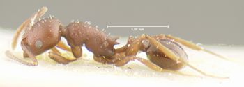 Media type: image;   Entomology 21005 Aspect: habitus lateral view